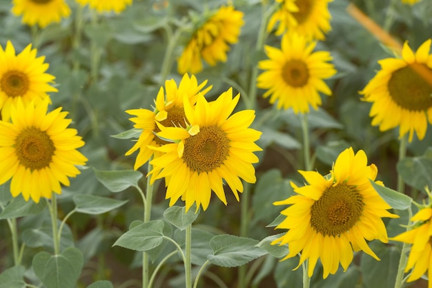 Bright golden sunflower field at sunset