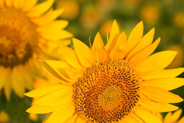 Giacimento dorato luminoso del girasole al tramonto.