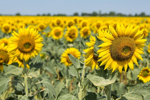 Bright golden sunflower field at sunset