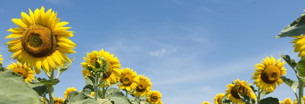 Bright golden sunflower field at sunset