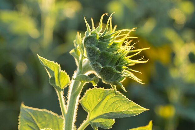 Bright golden sunflower field at sunset.