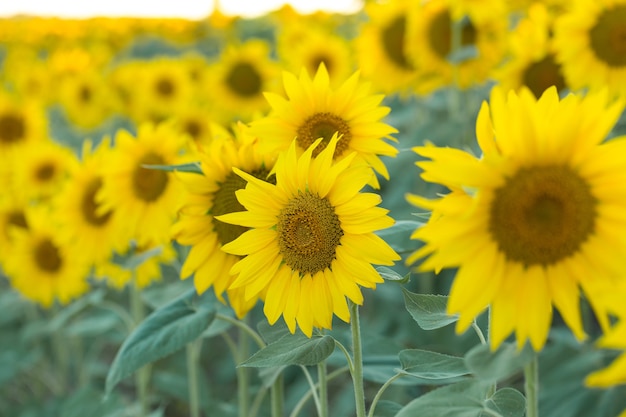 Bright golden sunflower field at sunset.