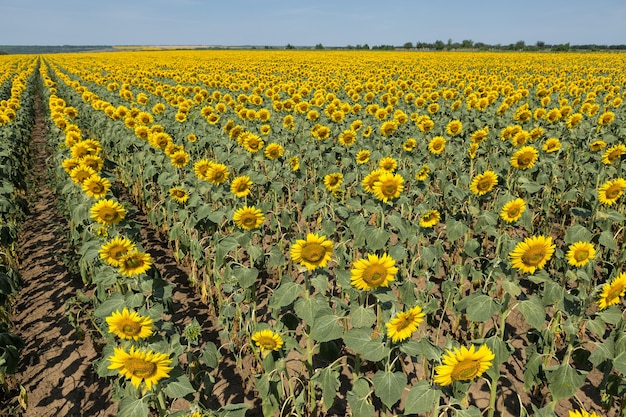 Giacimento dorato luminoso del girasole al tramonto.