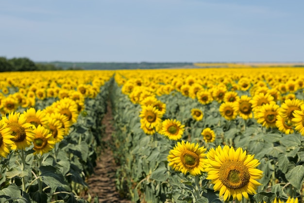 Bright golden sunflower field at sunset