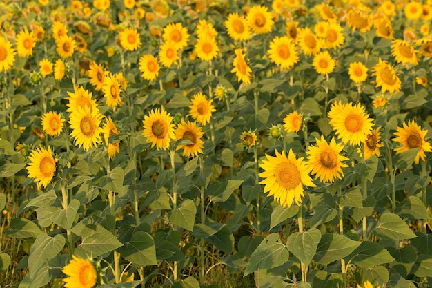 Bright golden sunflower field at sunset.