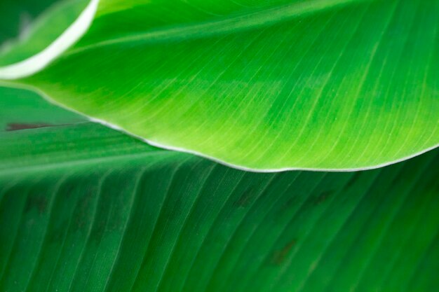 Bright green banana leaves macro view