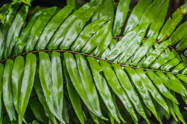 明るい緑の植物の葉からぼやけて抽象的なスタイル