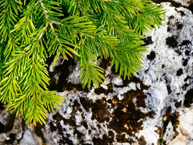 A bright green branch of pine or spruce on the background of a rock, copy space.