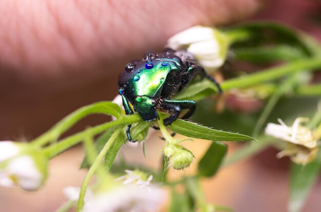 Bright green dung beetle Brightly colorful beetle Top view