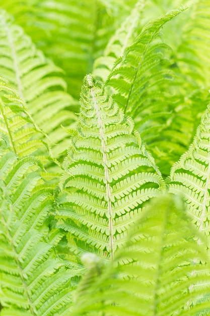 Ярко-зеленые листья папоротника