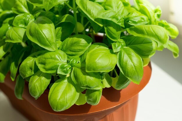 Bright green fresh basil