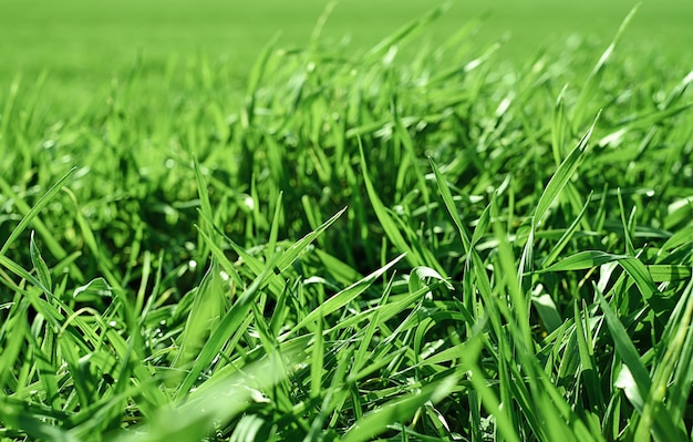 Foto primo piano verde brillante dell'erba, fuoco selettivo. bokeh naturale, parco verde o campo. paesaggio naturale delle piante verdi, ecologia dello spazio locale, cura della natura. idea di carta da parati fresca come sfondo