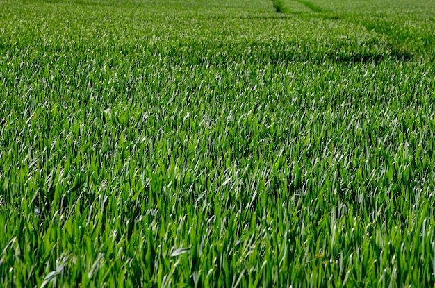 Bright green grass closeup background