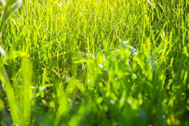 Foto erba verde brillante. foto d'atmosfera estiva. sfondo della natura. bella carta da parati fresca.