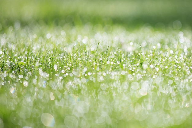 Ярко-зеленая трава с каплями росы, красивое боке