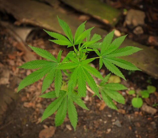 Bright green hemp growing on ground top view