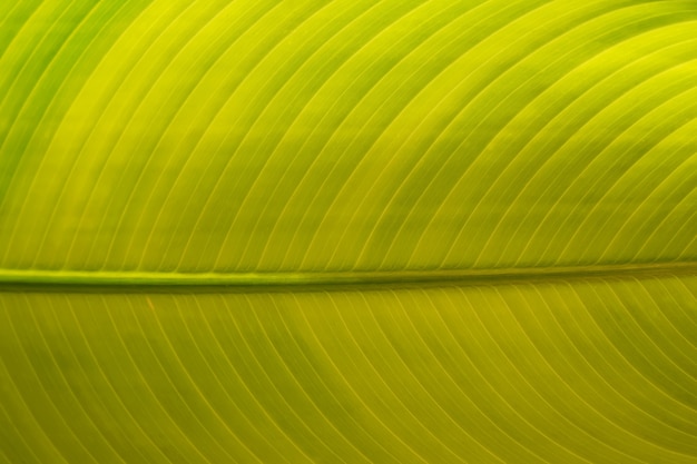 Bright green leaf closeup