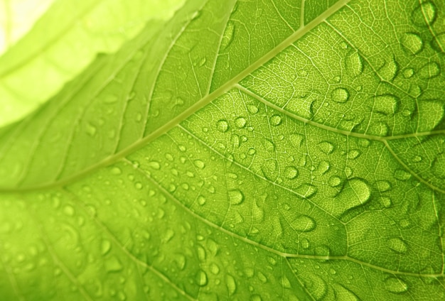 明るい緑の葉と雨滴