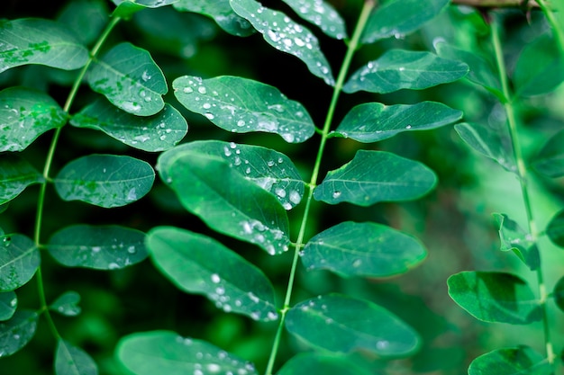 雨滴とアカシアの明るい緑の葉。美しい植物の背景。