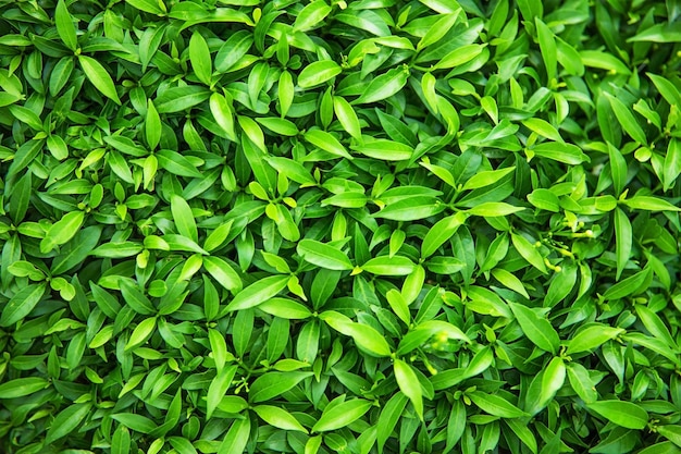 bright green leaves of bush plant nature background