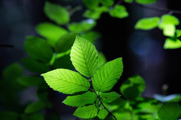 Bright green leaves summer nature background