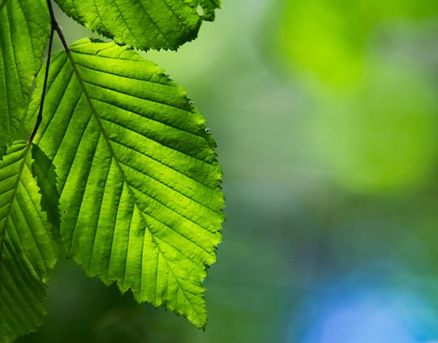 bright green leaves summer nature background