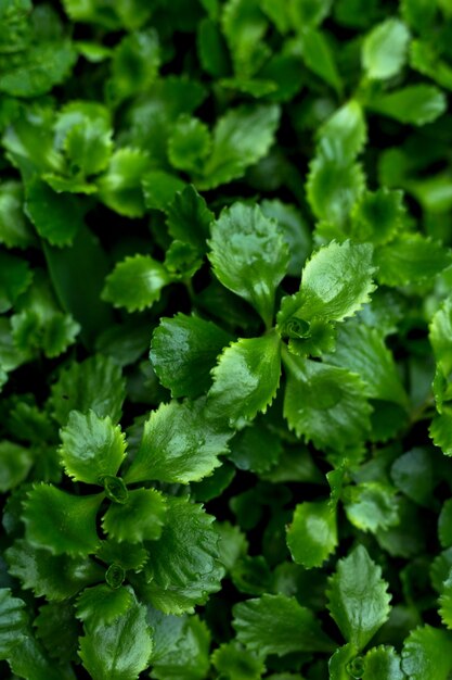 Bright green leaves, top view, idea for postcards. Floral backdrop concept