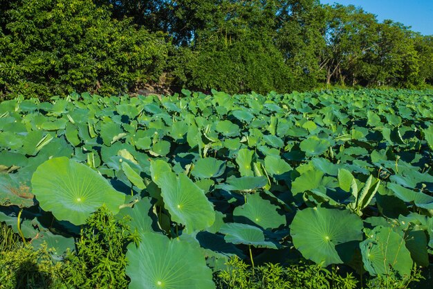 The bright green lotus leaves in the lotus pond