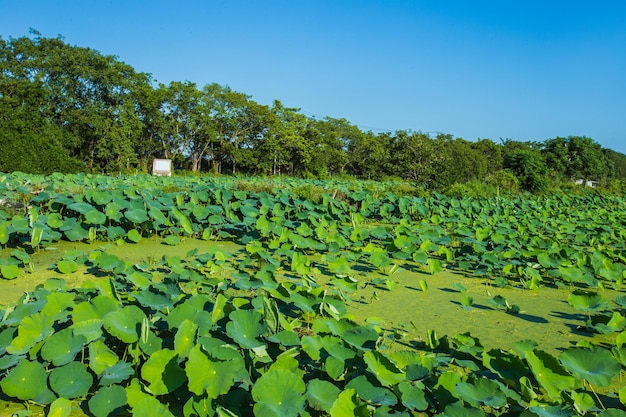 The bright green lotus leaves in the lotus pond