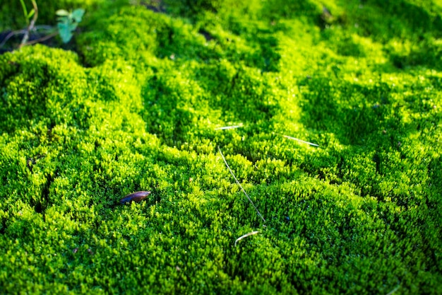 Bright green moss as background