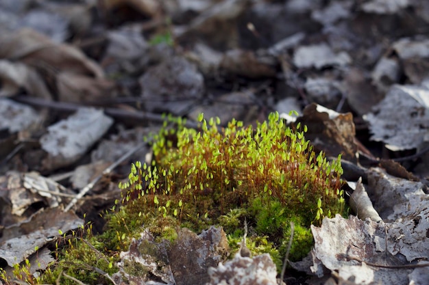 bright green moss among the dry grey leaves in the forest