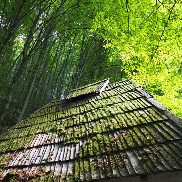 Bright green of mossy tiled roof in rural Serbia Serbia Loznica Trsic Vuk Karadzic's place of life Tronos Monastery Trees over the roof