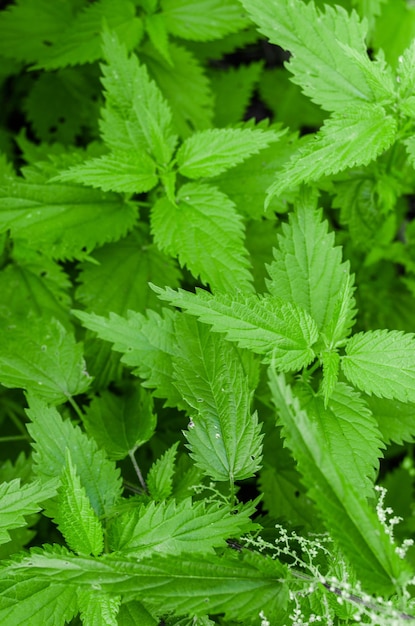 Bright green nettle leafsummer background from nettles