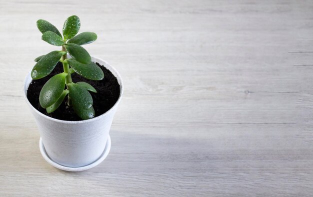 Bright green succulent Crassula with waterdrops in a pot on light wooden background with copyspace