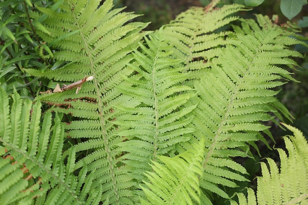 Bright green summer fern closeup