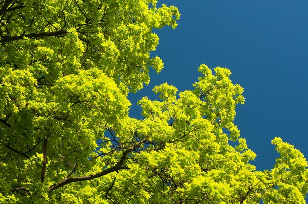 Bright green tree against the sky