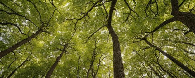 写真 明るい緑の木の冠が空を覆っている