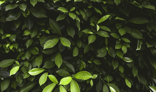 Bright green tropical leaves in the garden. Tropical background