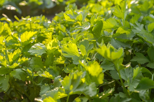 明るい緑色の野菜化学品のない有機野菜の庭で