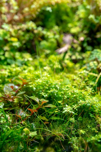 ハーブの鮮やかな緑の植生カバー。