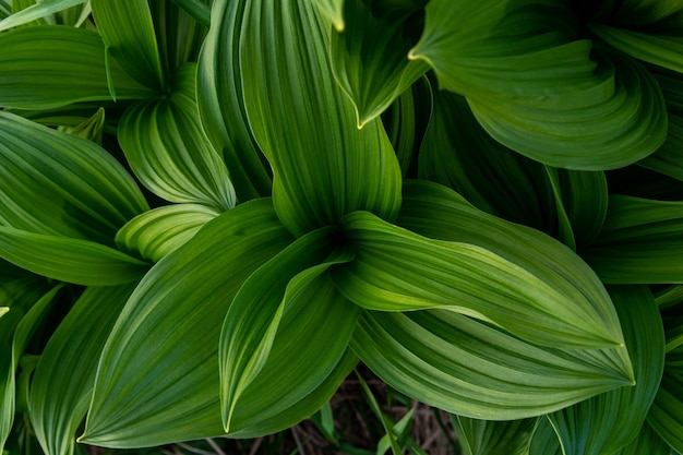 Bright green wide leaves of grass, close-up, top view. Natural background, layout for design, flat lay