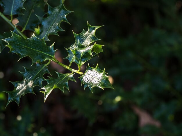 Photo bright holly leaves