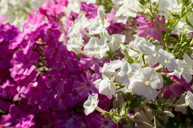 Bright Hydrangea Flowers