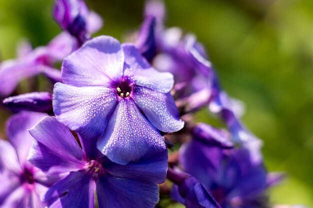 Foto bright hydrangea flowers