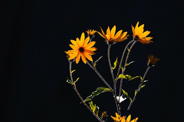 写真 黒の背景に明るいキクイモまたはtopinamburの花