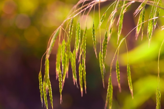 Bright juicy grass