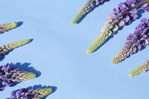 Photo bright juicy lupins on a bright and beautiful background in full screen