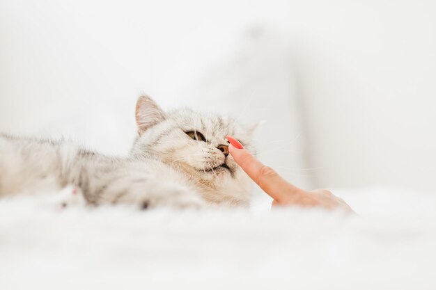 A bright kitten lies on the sofaA cute cat lies and holds a toy with its paws and does not let go