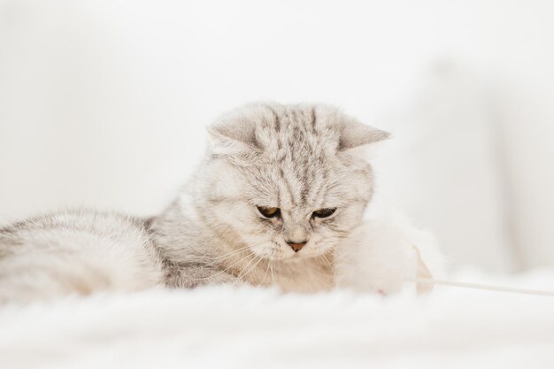 Un gattino luminoso giace sul divanoun simpatico gatto giace e tiene un giocattolo con le zampe e non lo lascia andare