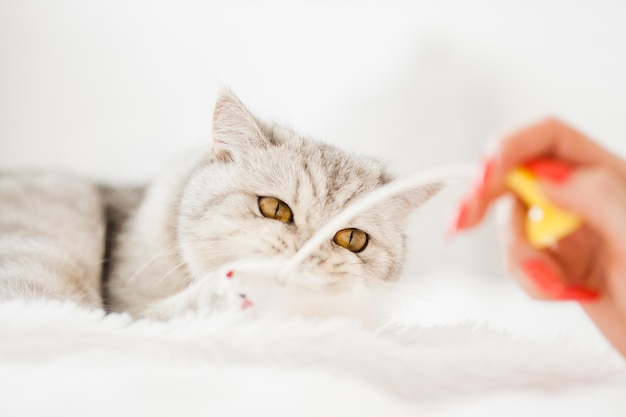 明るい子猫がソファに横たわっていますかわいい猫が横たわって前足でおもちゃを掴んで放そうとしません